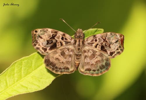 Variegated Skipper