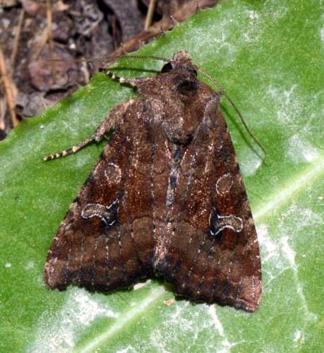 Veiled Ear Moth