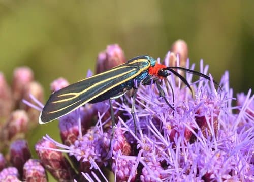 Veined Ctenucha Moth