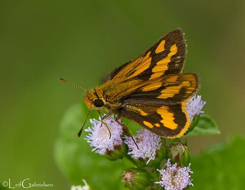 Veined Grass Dart