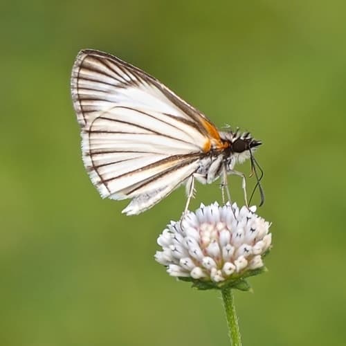 Veined White-Skipper