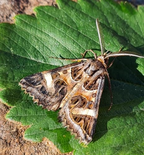 Mother Shipton moth