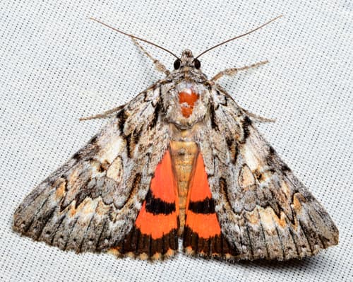 Verrill's Underwing