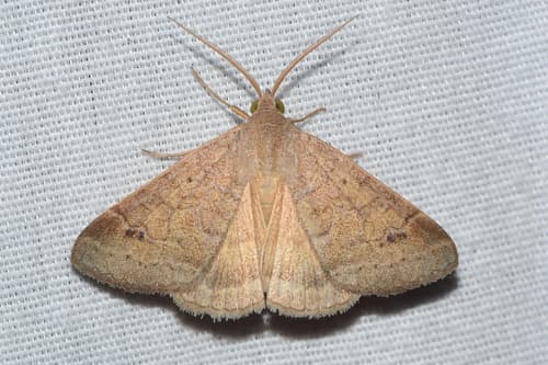 Vetch Looper Moth