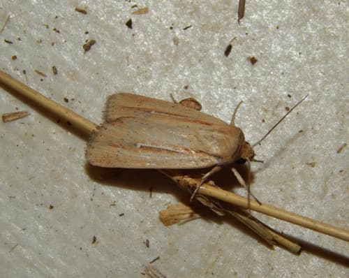 Vietteania intestata