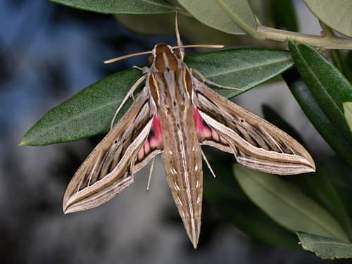 Vine Hawkmoth