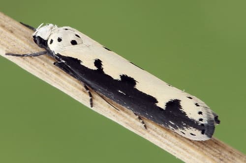 Viper's Bugloss Moth