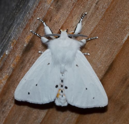 Virginian Tiger Moth