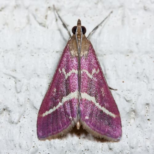 Volupial Mint Moth