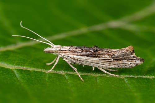 Wainscot Smudge