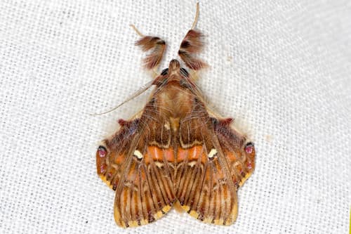 Walker's Moth
