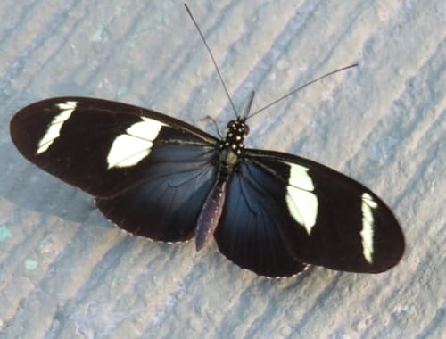 Wallace's Longwing