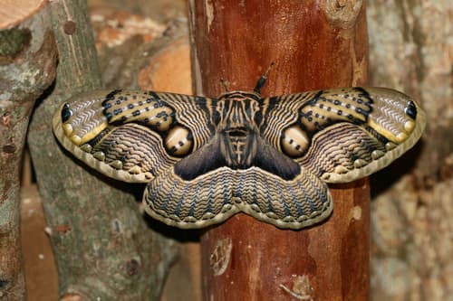 Wallich's Owl Moth