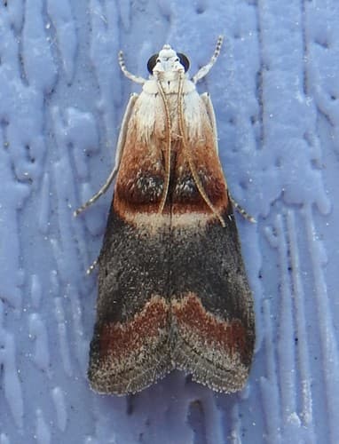 Walnut Shoot Moth