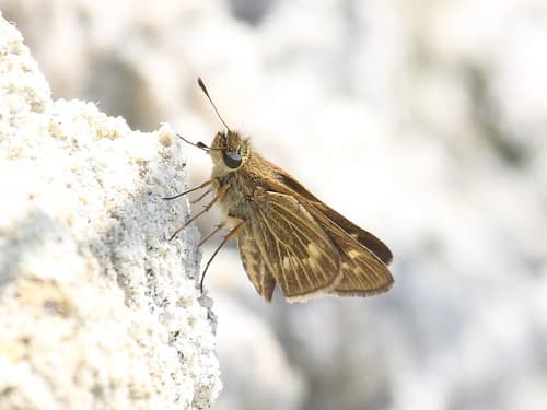 Wandering Skipper