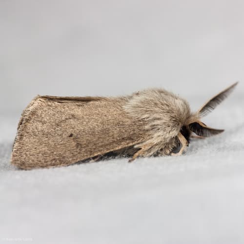 Wandering Tiger Moth