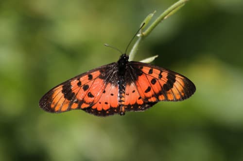 Warrior Acraea