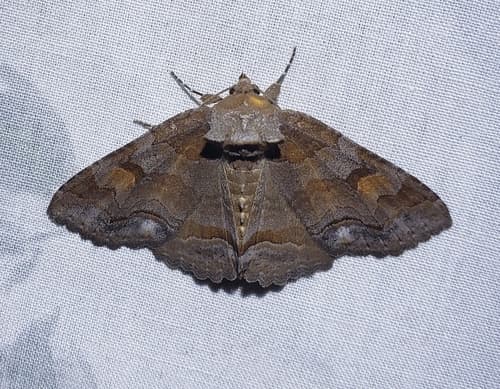 Washed-out Zale Moth