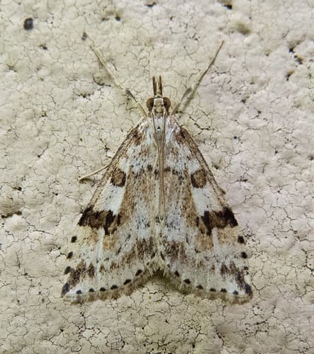 Washington Udea Moth