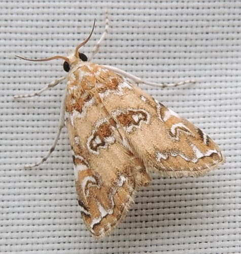 Waterlily Borer Moth