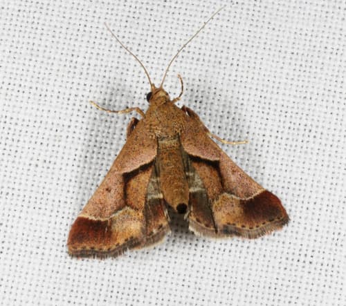 Wattle Gall Moth