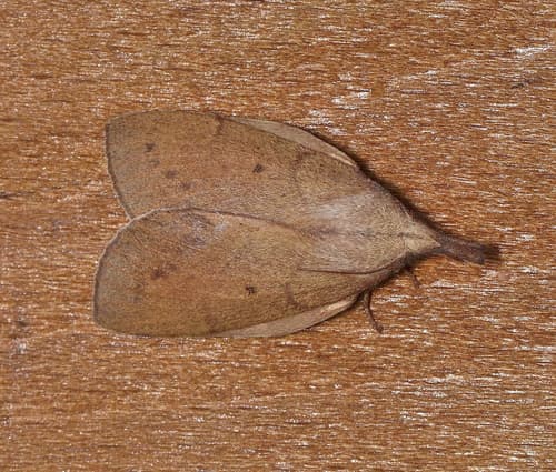 Wattle Snout Moth