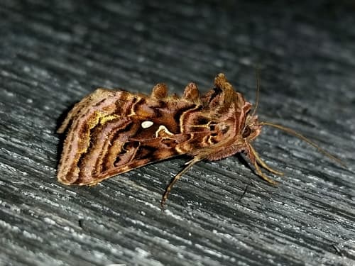Wavy Chestnut Υ Moth