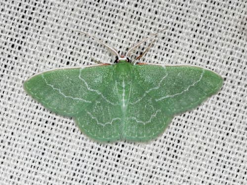 Wavy-lined Emerald