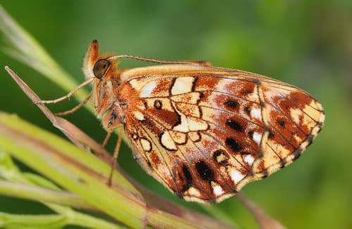 Weaver's Fritillary
