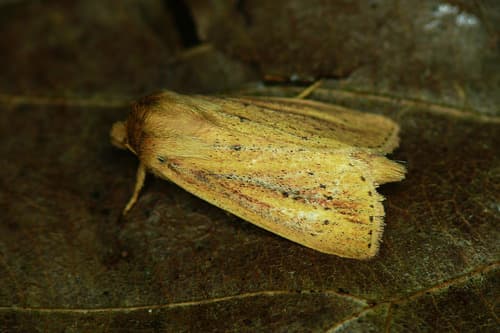 Webb's Wainscot