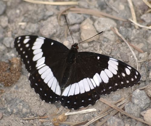 Weidemeyer's Admiral