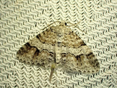 Welsh Wave Moth