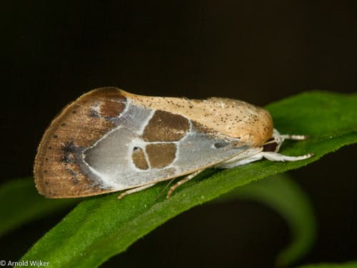 Westermannia superba