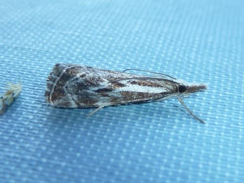 Western Catoptria