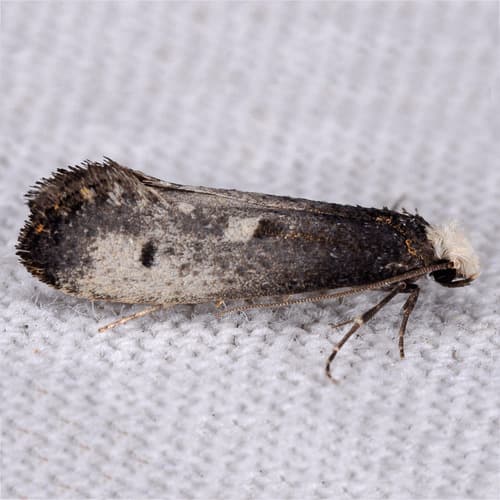 Western Clothes Moth