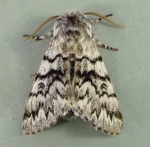 Western Panthea Moth
