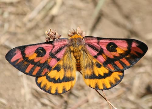 Western Sheep Moth