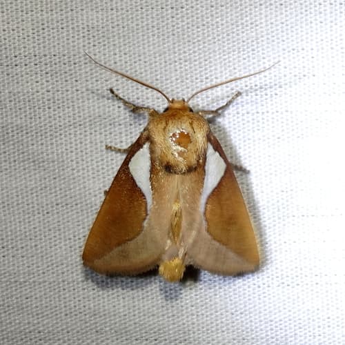 Western Skiff Moth