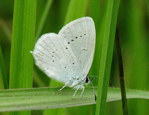 Western Tailed-Blue