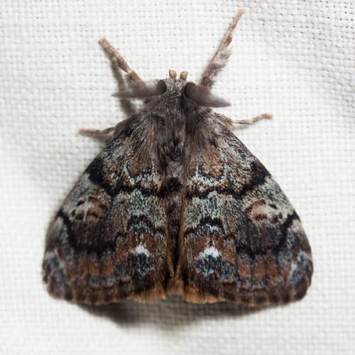 Western Tussock Moth
