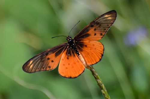 Westwood's Acraea