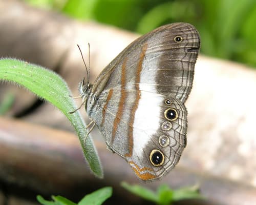 White-banded Satyr