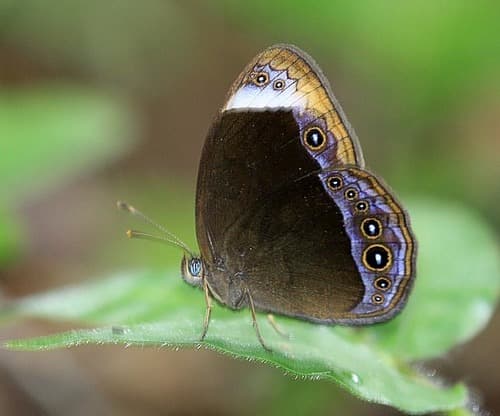 White-bar Bushbrown