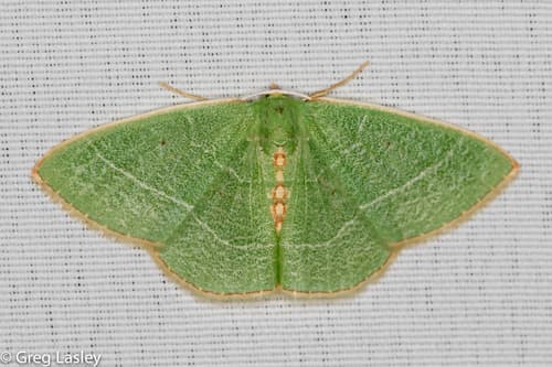 White-barred Emerald