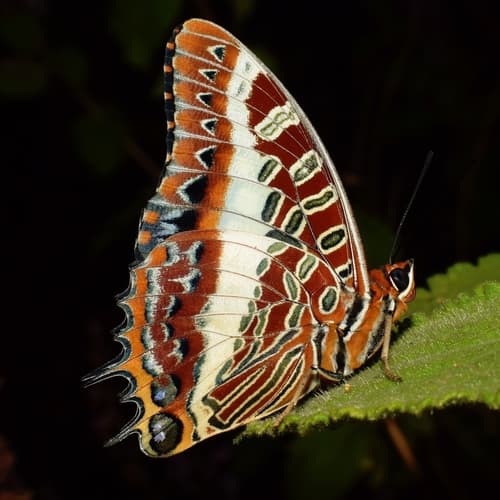 White-barred Emperor