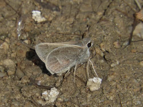 White-barred Skipper