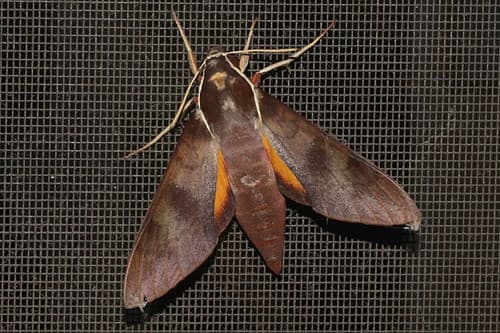 White-brow Hawkmoth