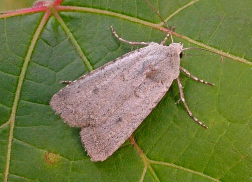 White Cutworm Moth