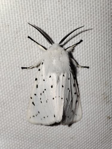 White Ermine