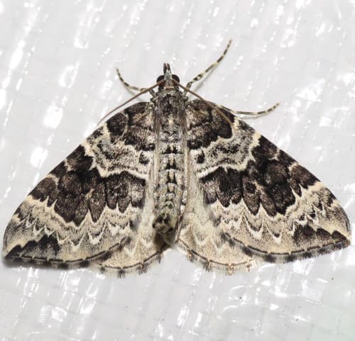 White Eulithis Moth